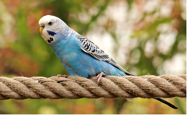 Perruche ondulee bleue sur un perchoir