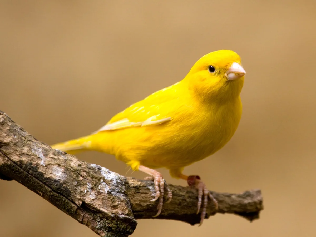 Canari jaune sur un perchoir