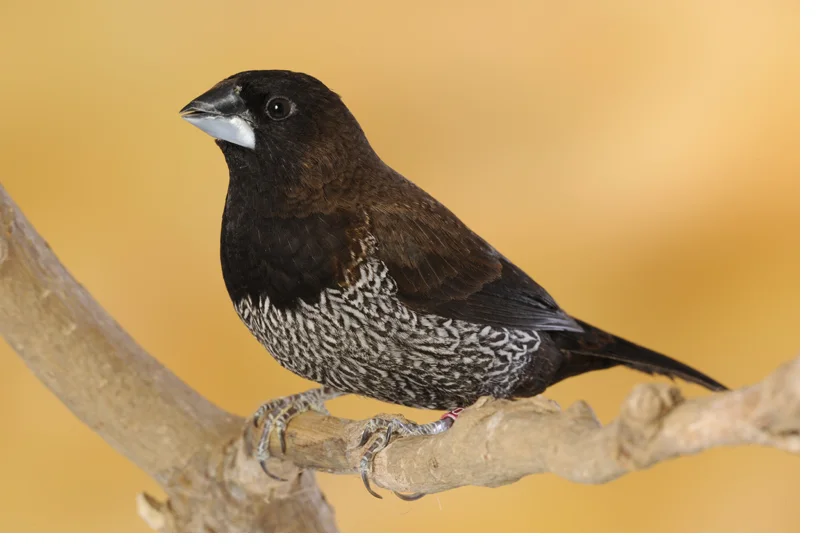 Moineau du Japon sur un perchoir
