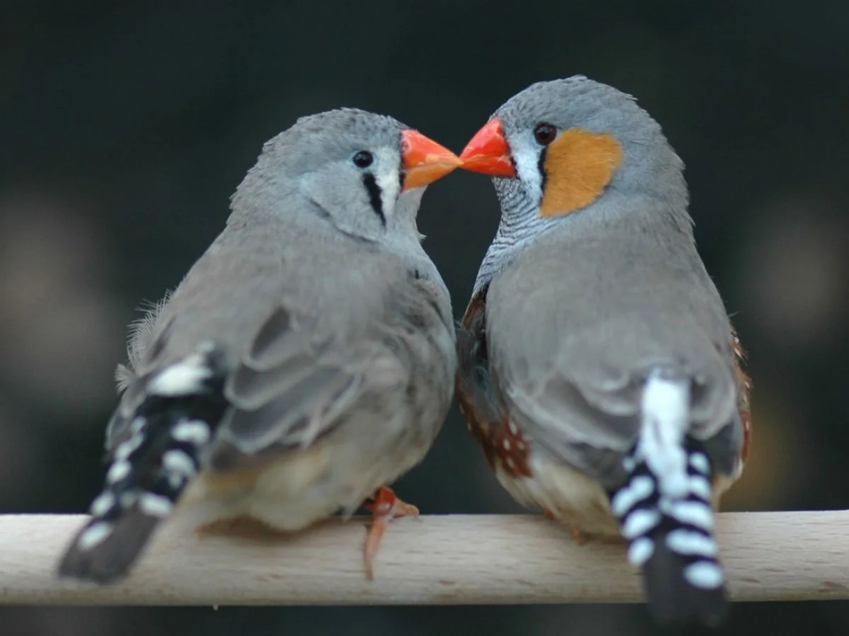 Deux diamants mandarins cote a cote