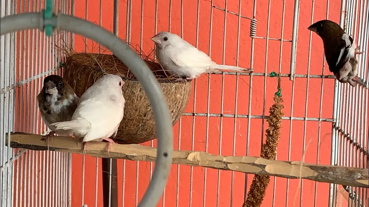Moineaux du Japon dans une cage d'elevage