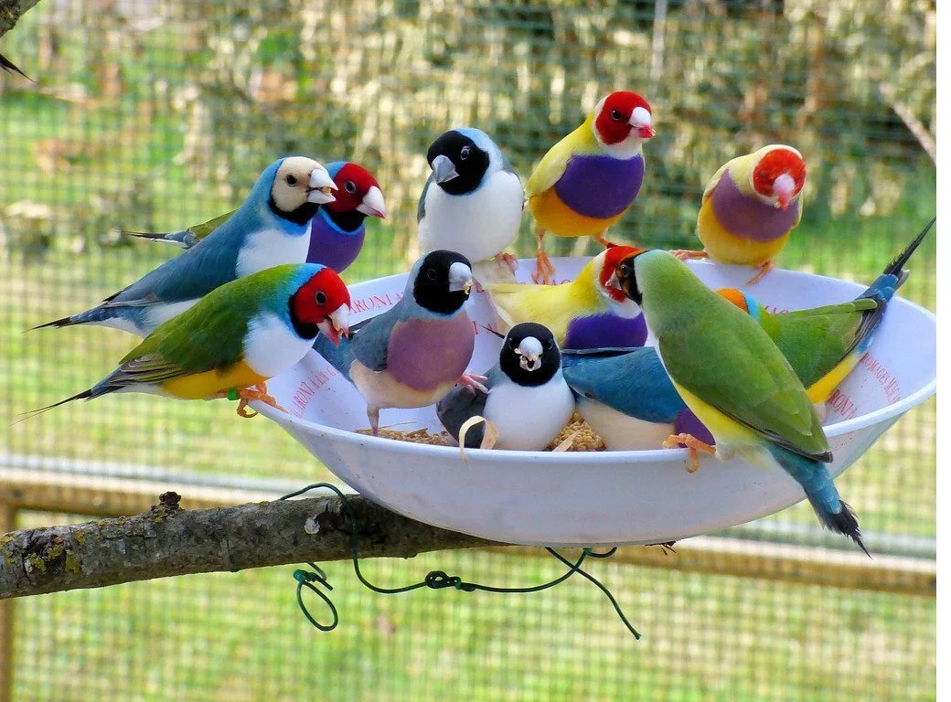 Groupe de diamants de Gould en voliere