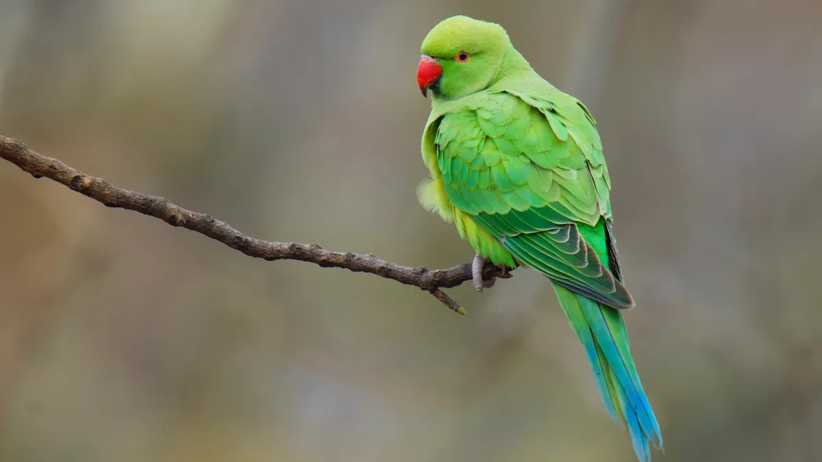 Perruche a collier verte posee sur une branche