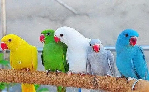Perruches a collier de plusieurs couleurs sur un perchoir