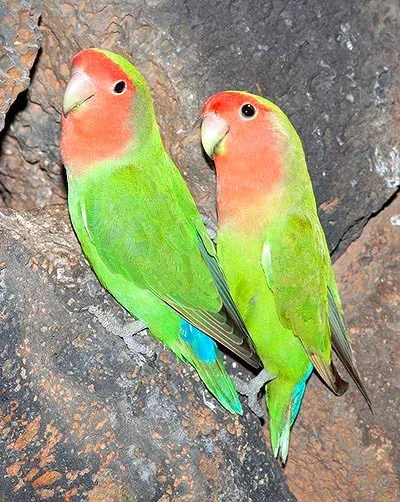 Couple d'inséparables très rapprochés sur un perchoir