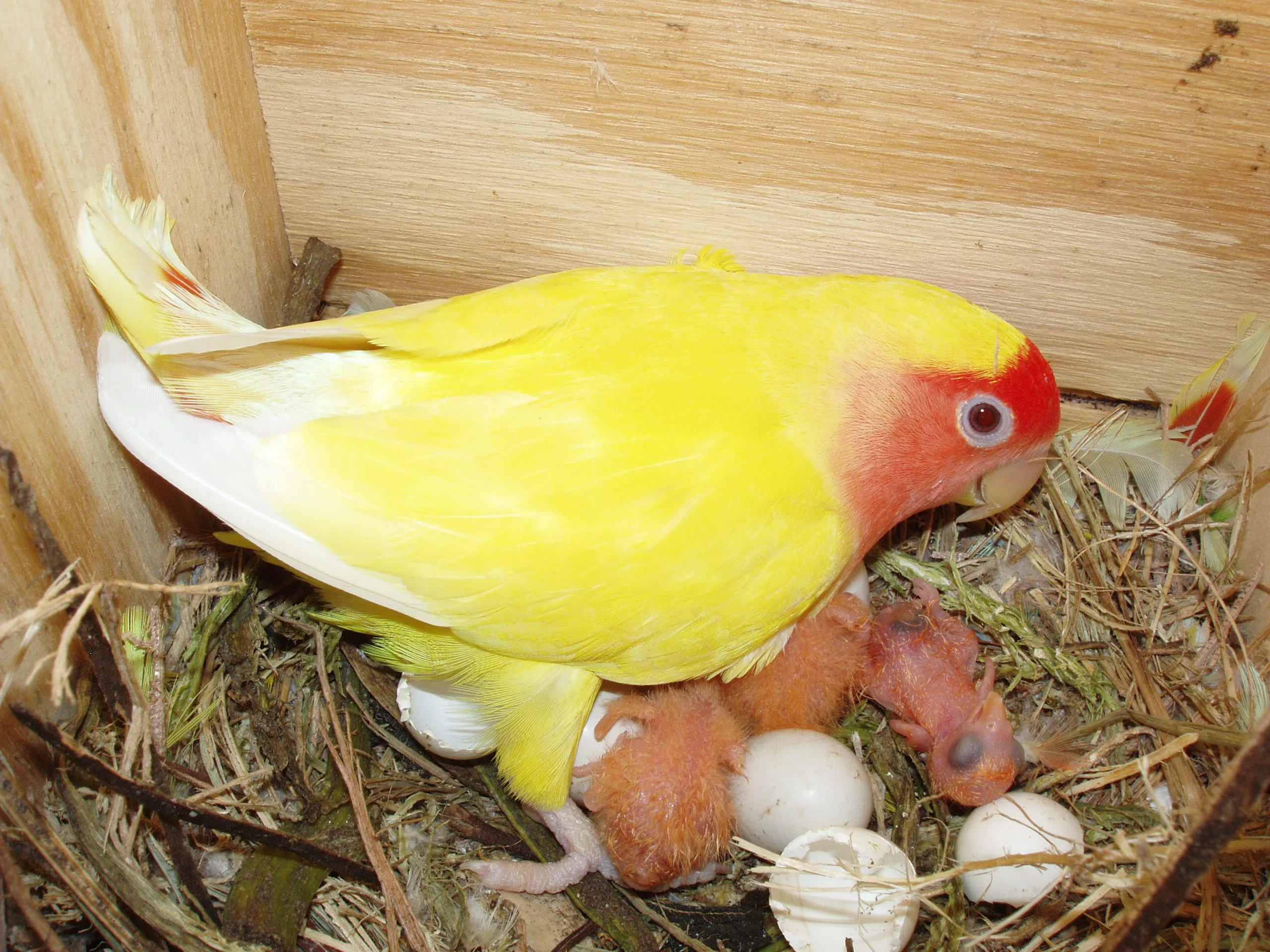 Inséparable roseicollis au nid avec un jeune poussin
